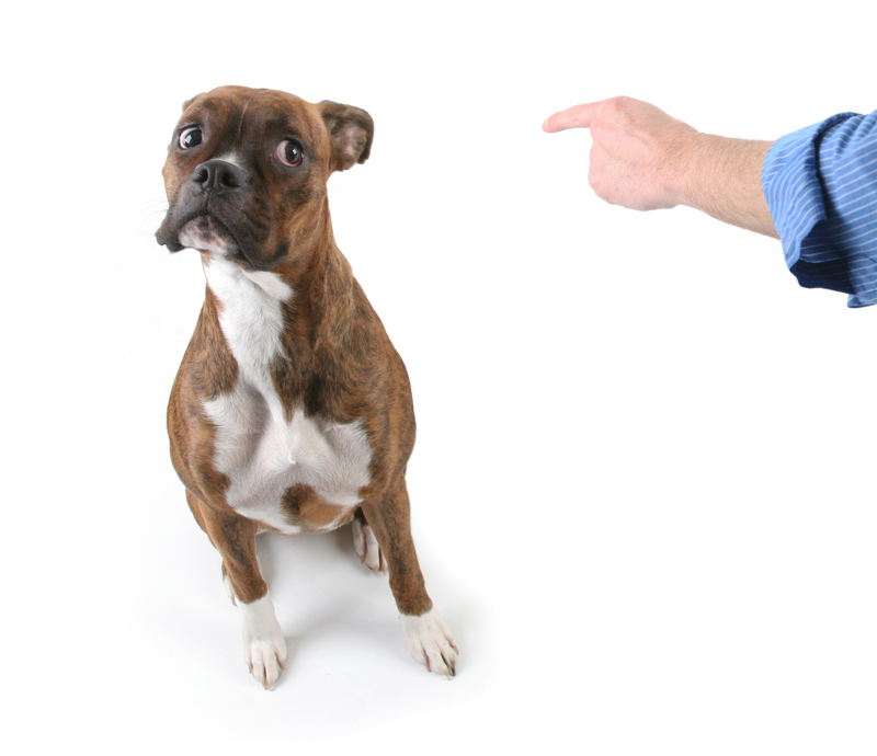 Rubbish removal Rubbish disposal